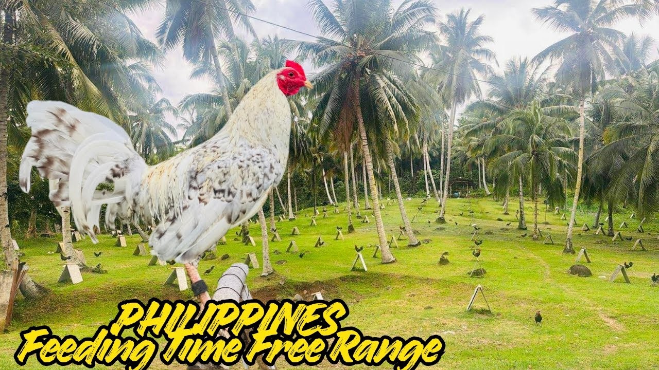 PHILIPPINES Beautiful View Feeding Time Free Range Shape Outdoor Chicken Coop James Fuentes Farm