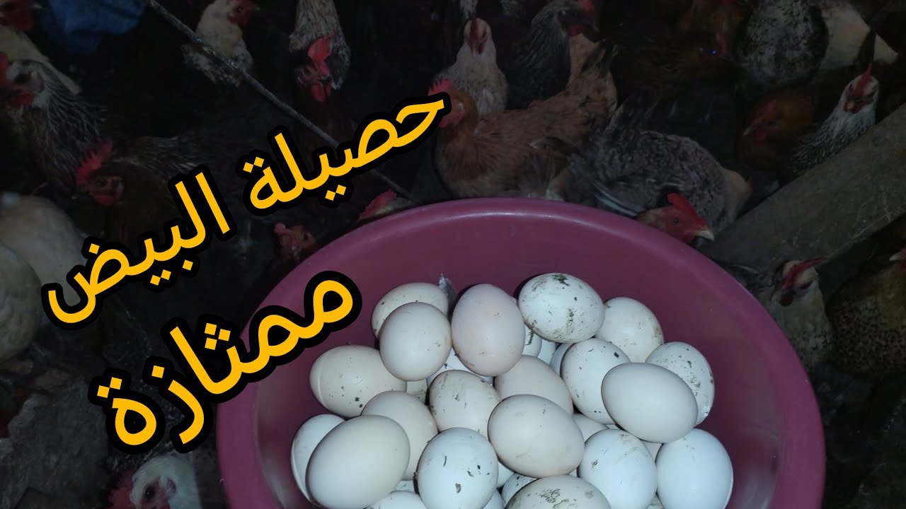 تربية دجاج حصيلة البيض ممتازة ستقبال الكتاكيت #اكسبلور #دجاج 