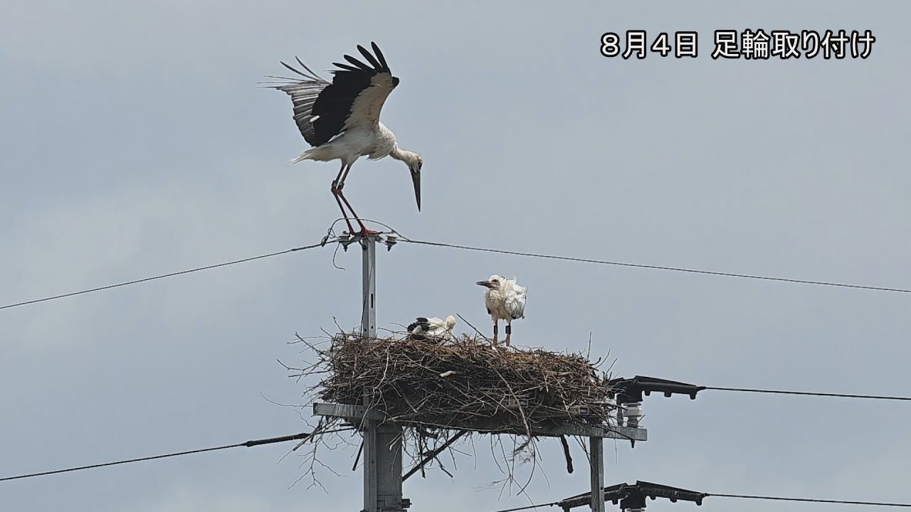 コウノトリ、今年も白石町で子育て　３羽のひなに個体識別の足輪付け（2025年8月4日）