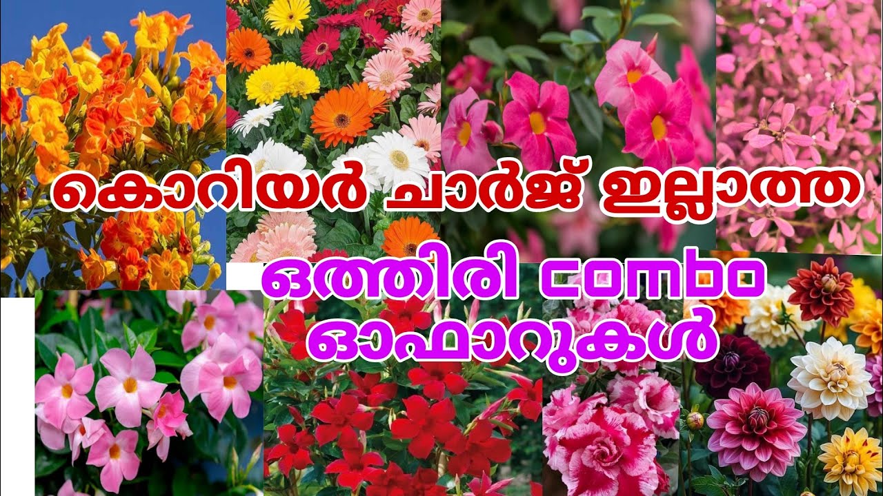 ഷിപ്പിങ് ചാർജ് ഇല്ലാത്ത ഒരുപാട് ചെടികളുടെ ഓഫറുകൾ #reels #gardening #garden #plants 
