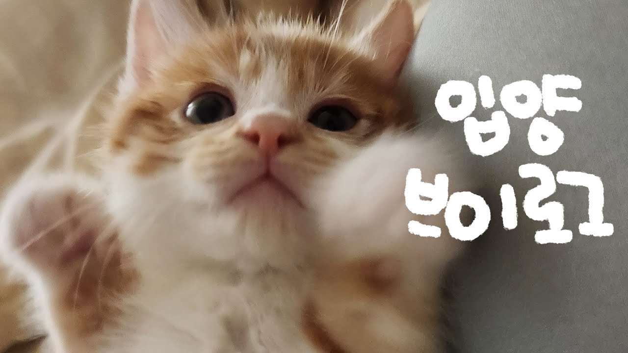VLOG. 포인핸드에서 데려온 개냥이 등장! 아기고양이 입양 브이로그 (feat. 초보집사)