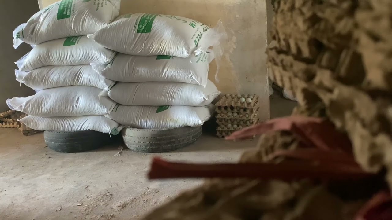 Pakan jadi bebek petelur merk mhd feed blitar