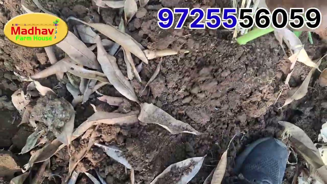 હાલો સૂકવણી (પાવડર બનાવવા) ની હળદર કાઢવા...