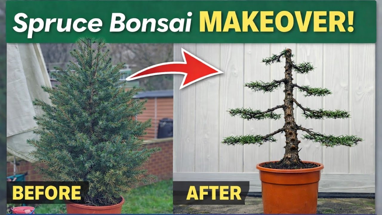 Salvaging a Thrown Away Spruce Tree Into Bonsai