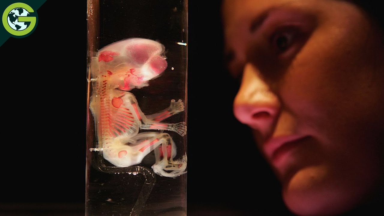 Misterios EXTRAÑOS del CUERPO HUMANO 🧠