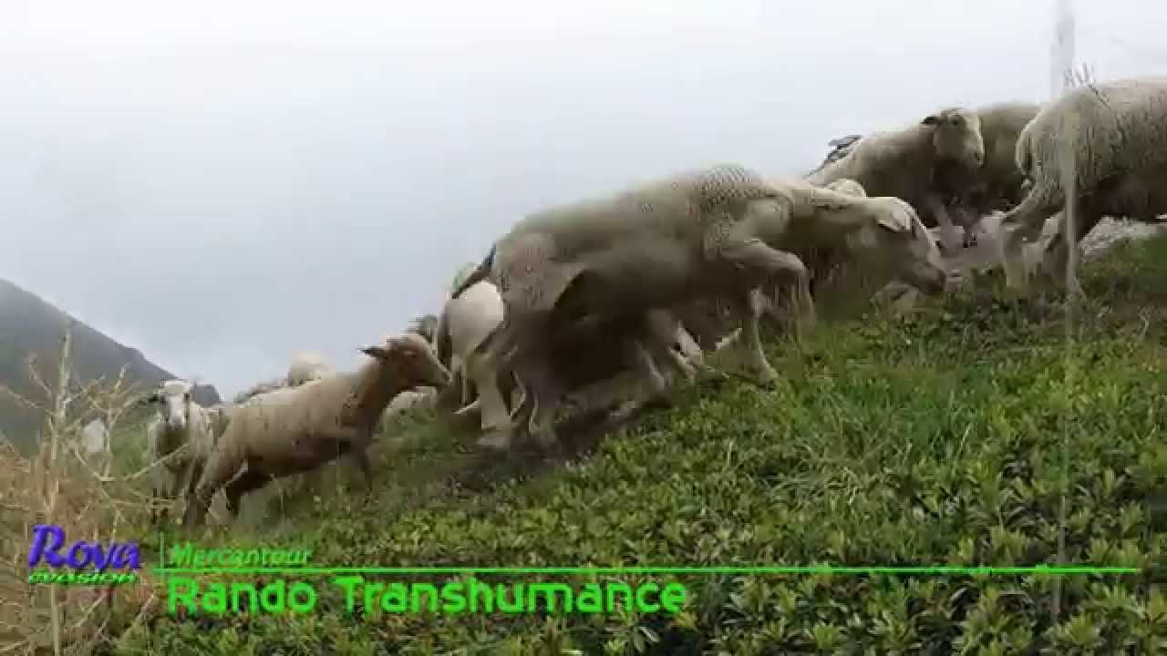 Randonnée Transhumance Mercantour Vallée de la Roya