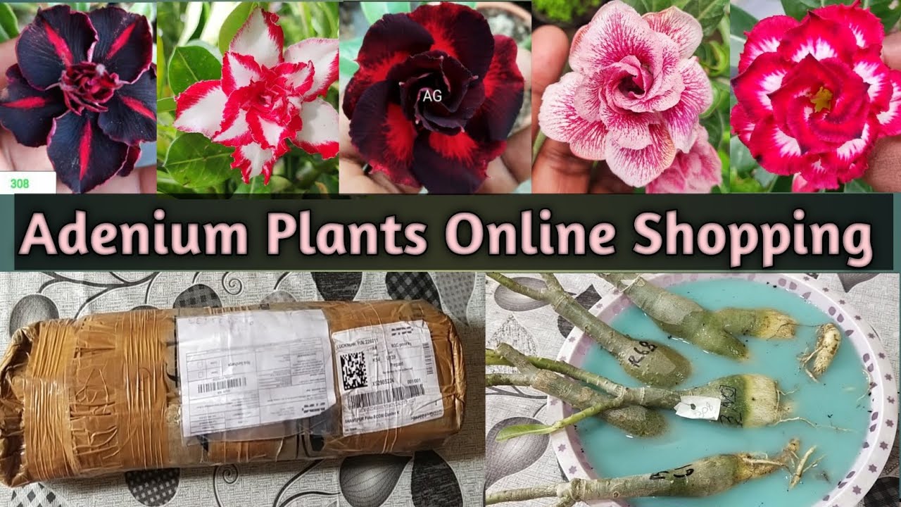 Rare Varieties Online Adenium Plants  Shopping With Price..|| and Review ...