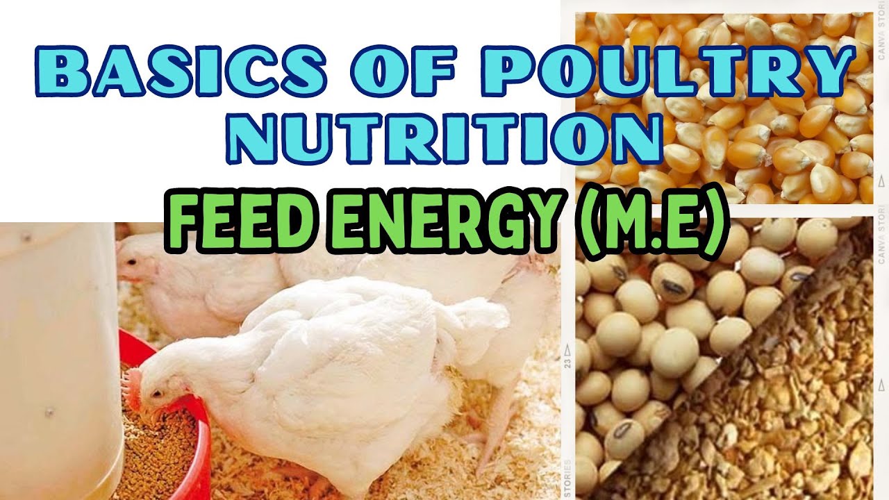 Poultry #Feed #Metabolizable Energy (ME) | #Poultry #Nutrition