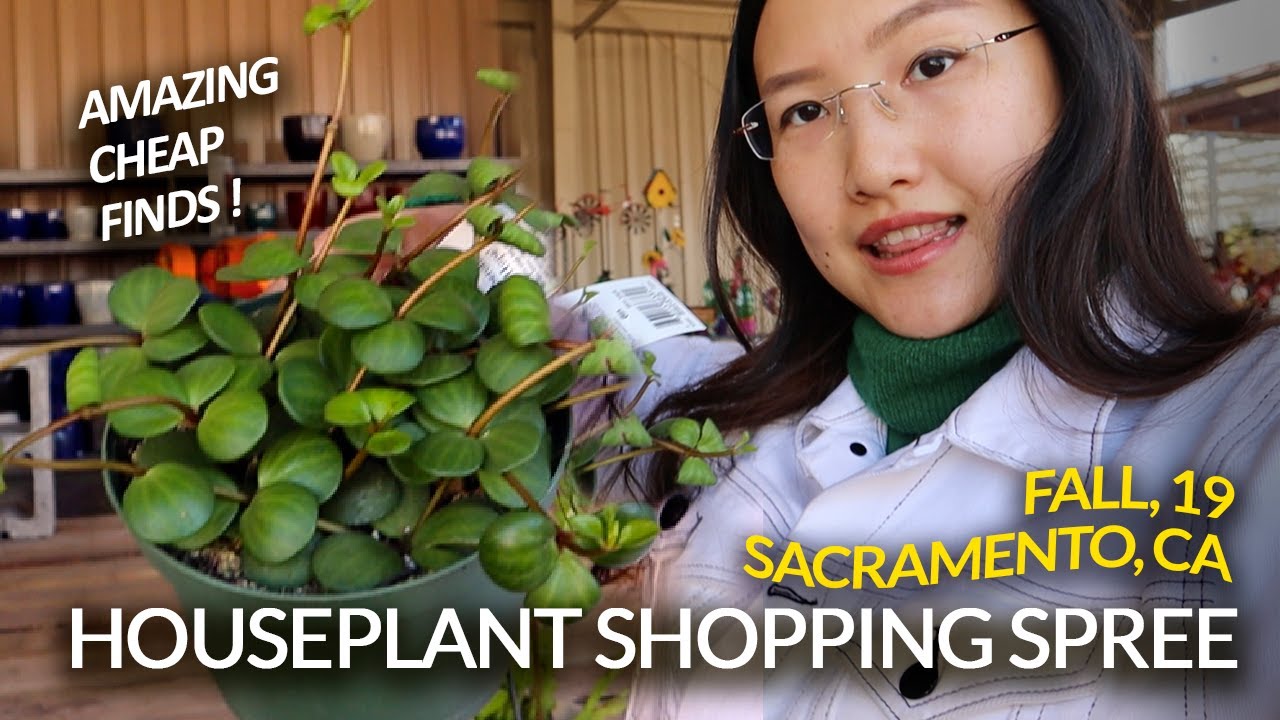 CHEAP & RARE HOUSEPLANT HAUL IN SACRAMENTO NURSERY | GREEN ACRES ELK GROVE | FALL 2019