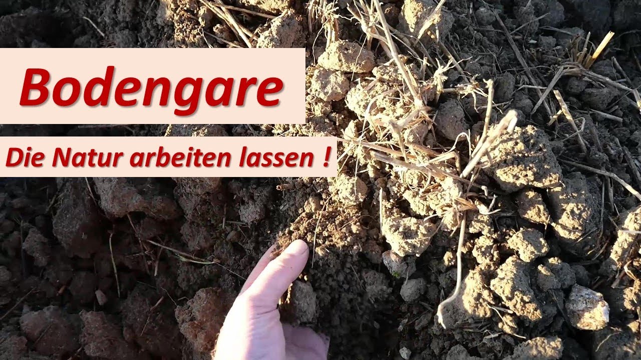 Bodengare