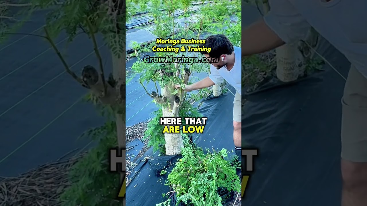 USA Moringa Growers Unite