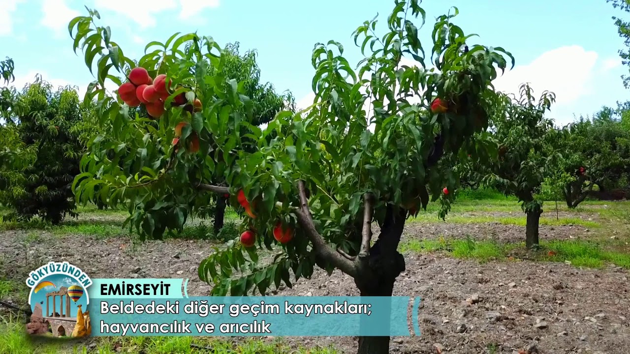 EMİRSEYİT