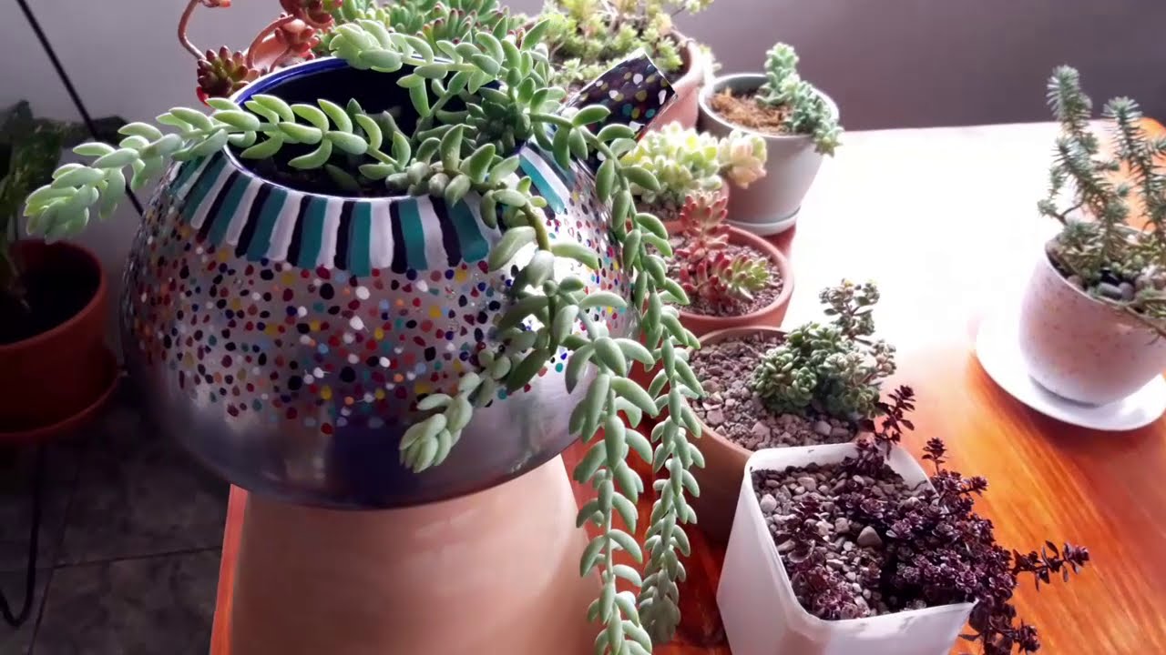 #retosedum #suculentas
