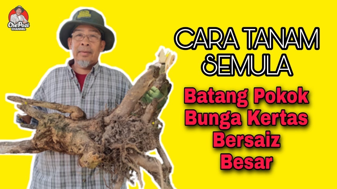 || CARA TRIM & TANAM SEMULA BATANG POKOK BUNGA KERTAS BERSAIZ BESAR ||