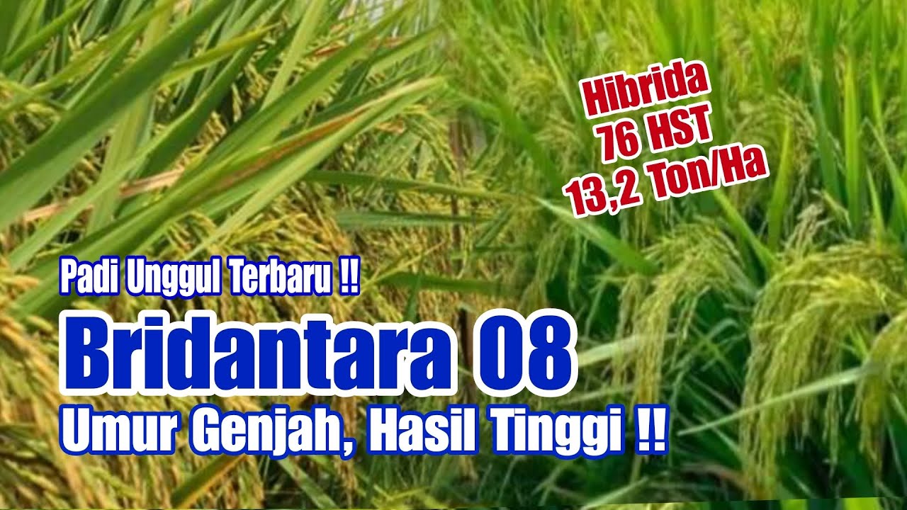 Padi Unggul Terbaru, Bridantara 08 | Hibrida Umur Genjah, Hasil Tinggi !!