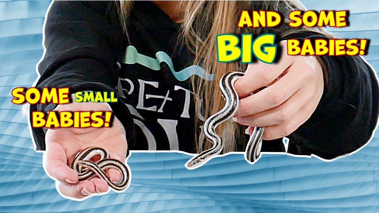 Baby Rosy Boas!! Love Them So Much!