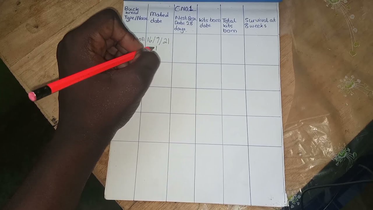 Rabbit Farming|How To Make A Record-Keeping Book For Your Rabbits.