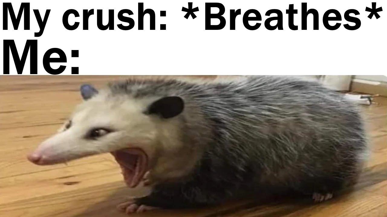 Wholesome Memes To Send To Your Crush