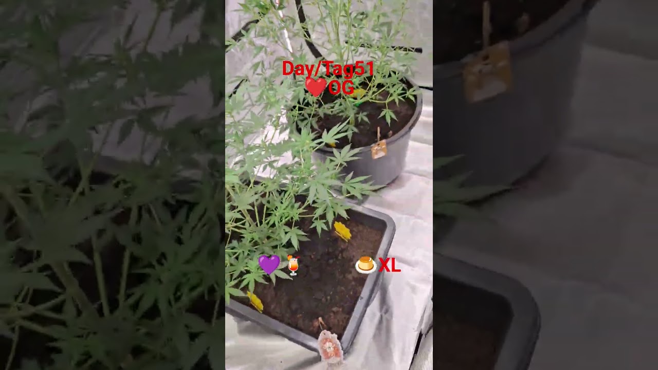 Homegrow Day51  #cannabisdaily #homegrown  #shorts #viral #420 #skunks #weed #tent #cannabis