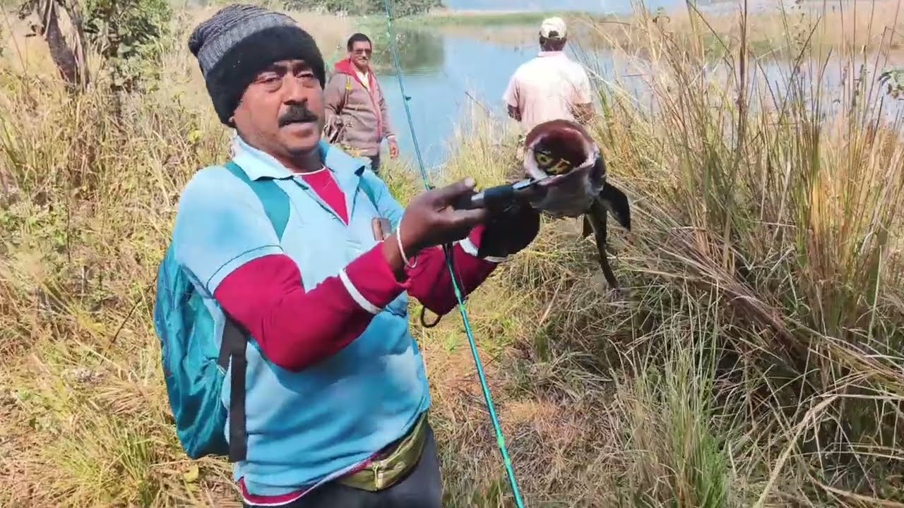 King Size Snake Head Fish Catching At Donkarayi 