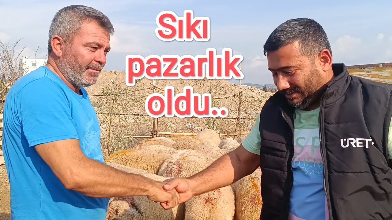 Besi yapmak için kuzu aldık.. Mehmet abimiz bizi çok zorladı..