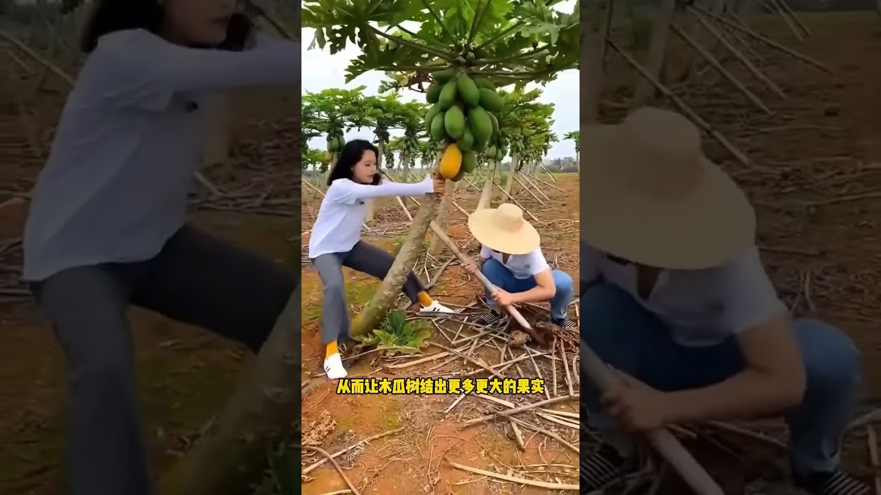Why Farmers Bend Papaya Trees to Grow Bigger Fruits! 🌿😲 #facts #seedsindia 😱😱😱