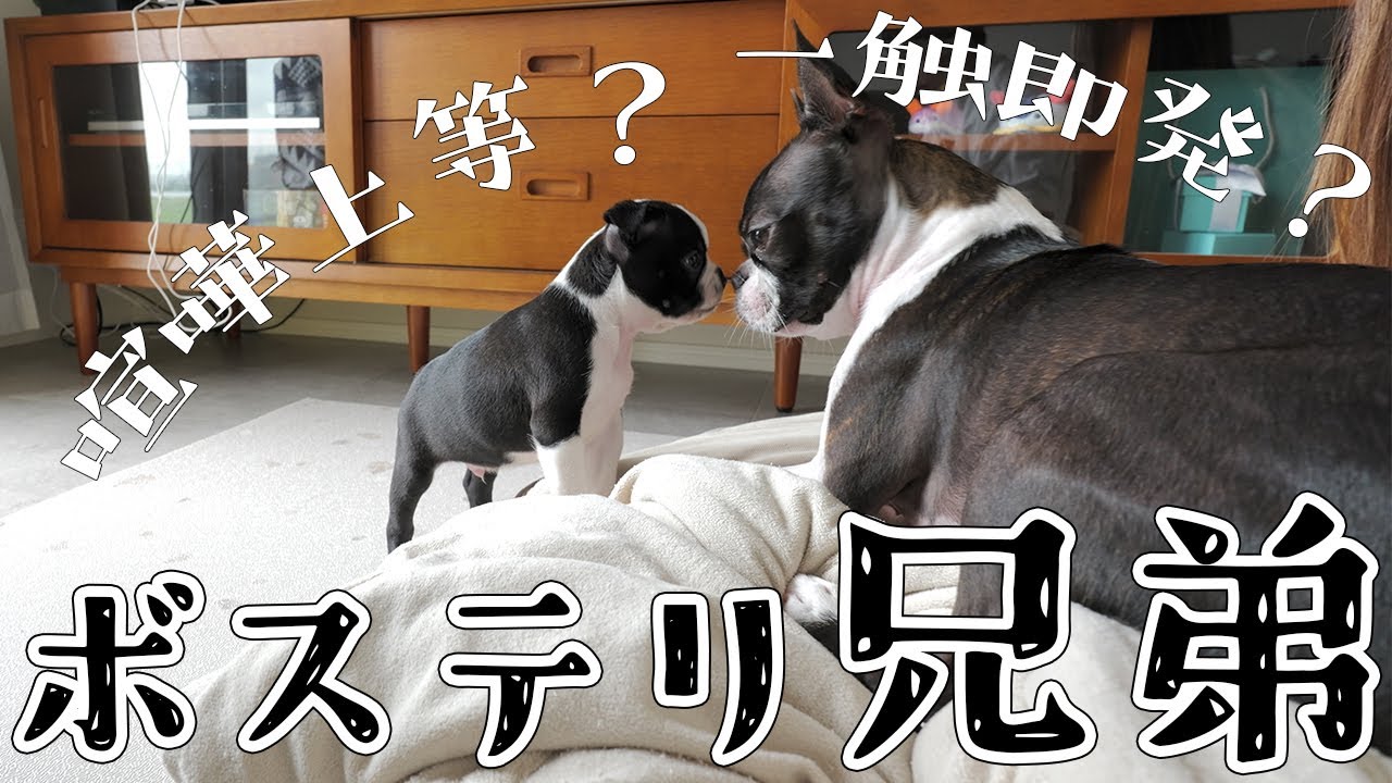 【ボストンテリア】ボステリ兄弟への歩み