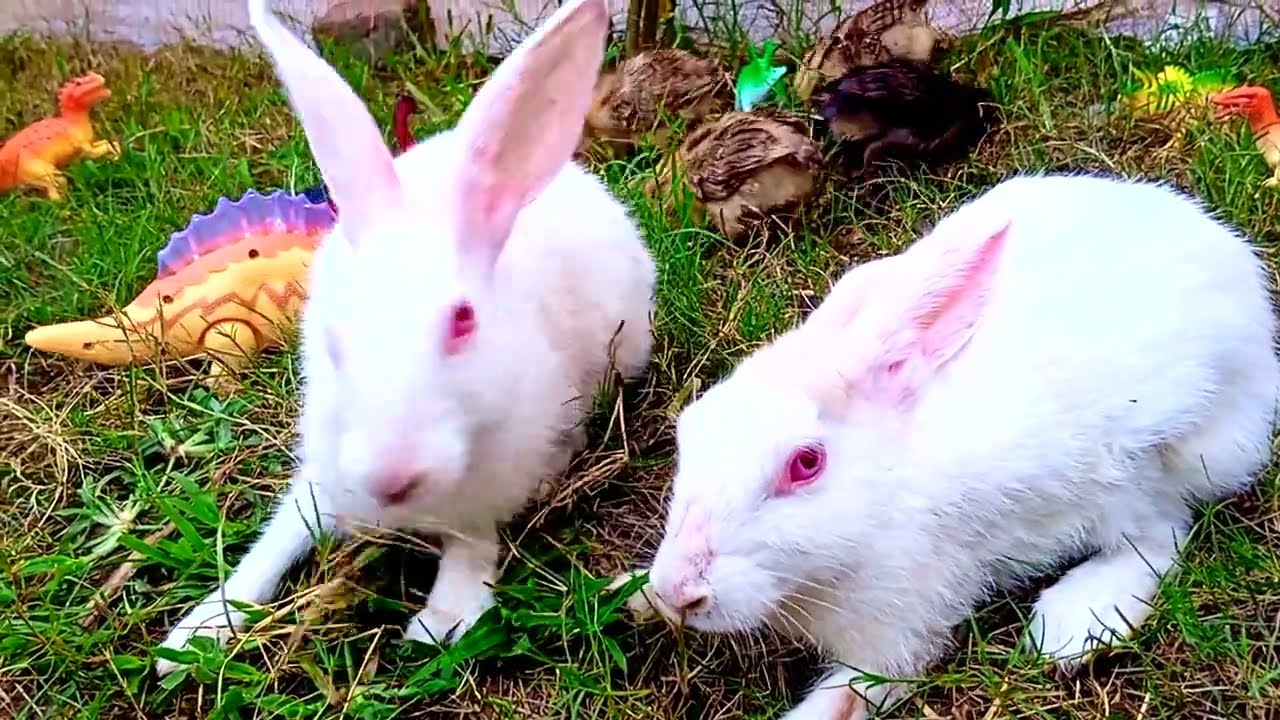 chicks and rabbits | chuzay our khargosh | chooja or khargosh @chicksducklings5905
