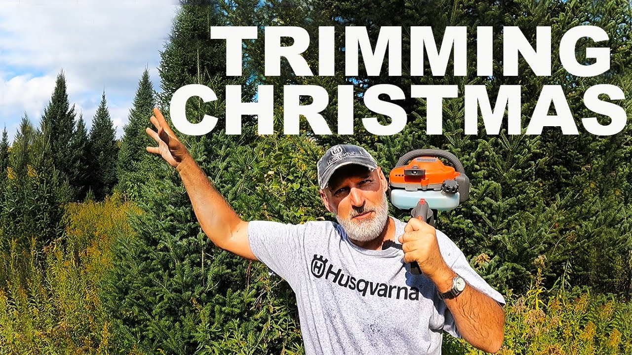 Trimming Balsam CHRISTMAS TREES!