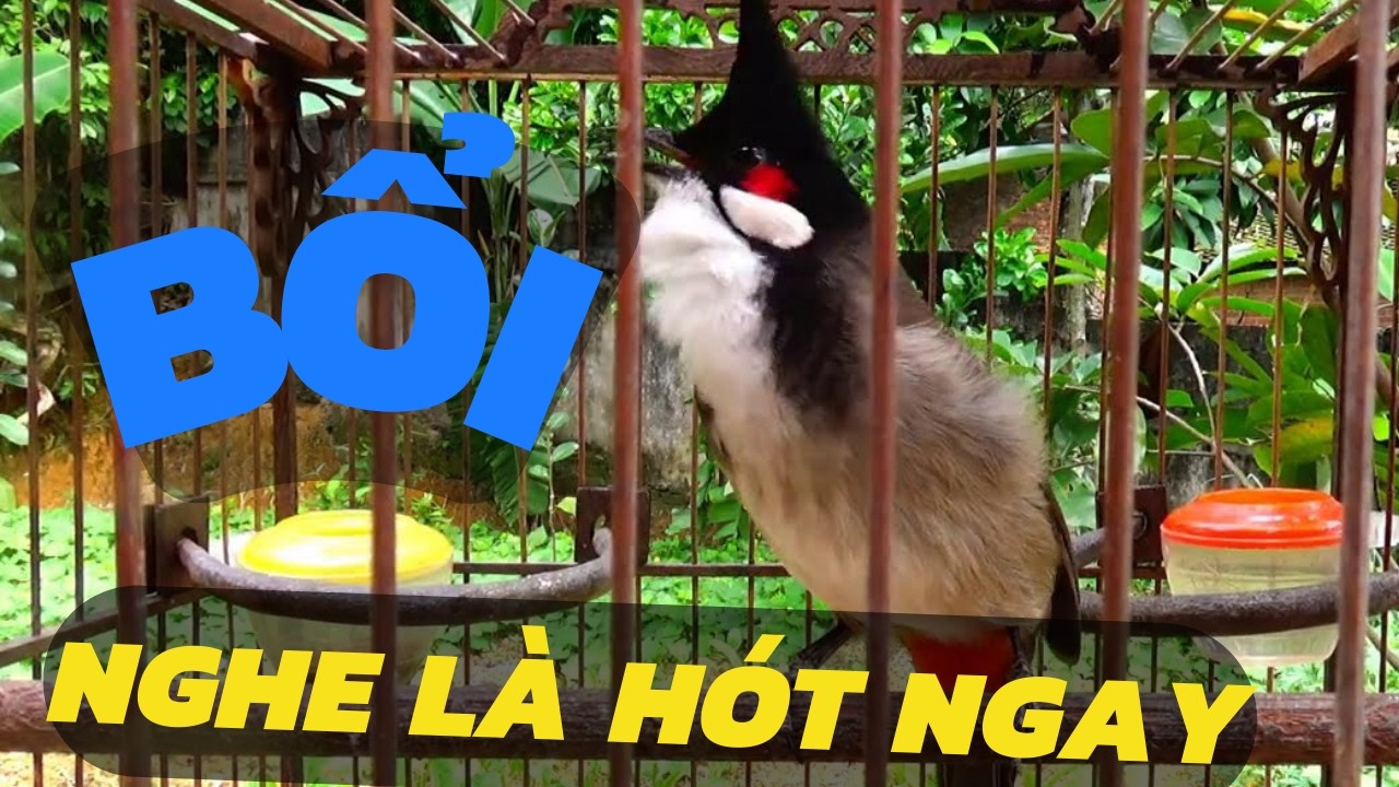 Chào Mào Hót Nhẹ Nhàng – Kích Bổi Căng Lửa Cực Nhanh Chào mào ché nhẹ nhàng để kích thích bổi căng