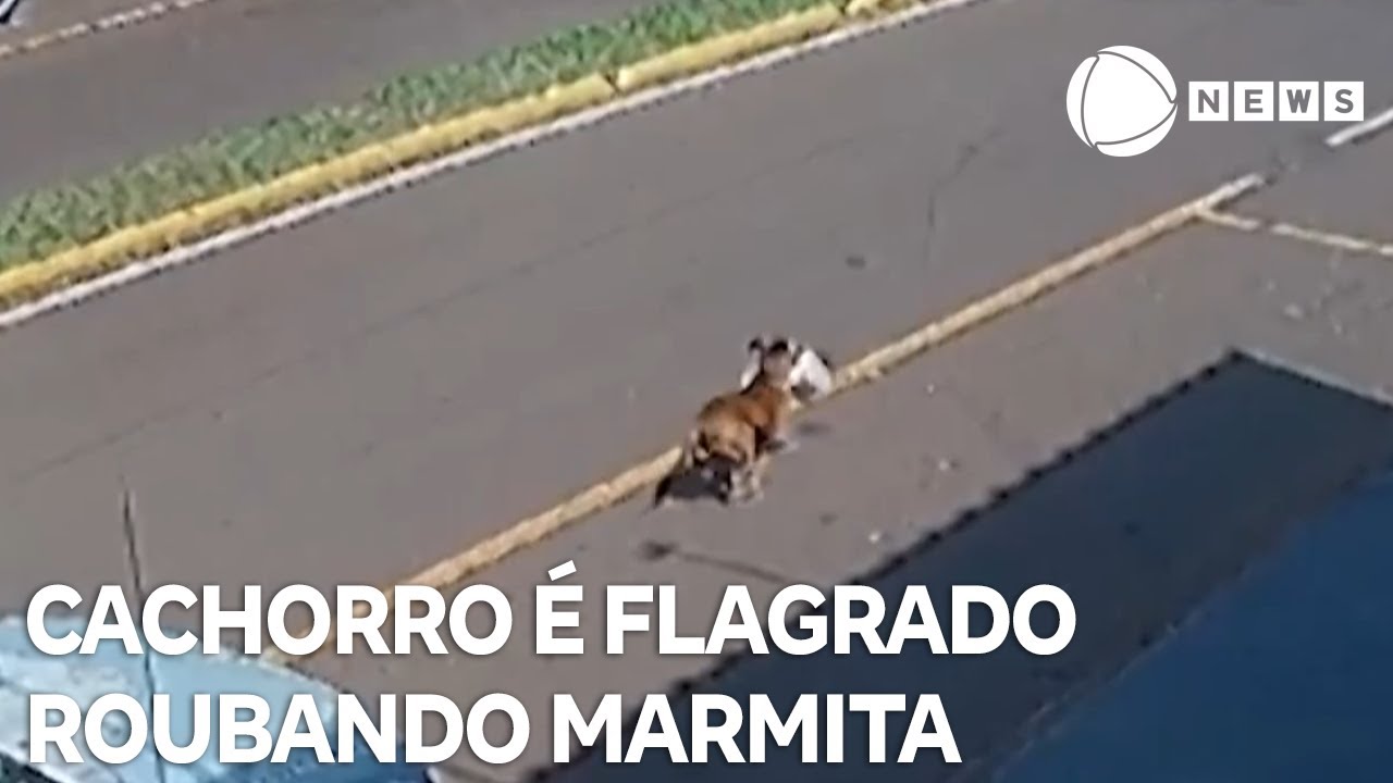 Flagrante animal: cachorro rouba marmita de trabalhador