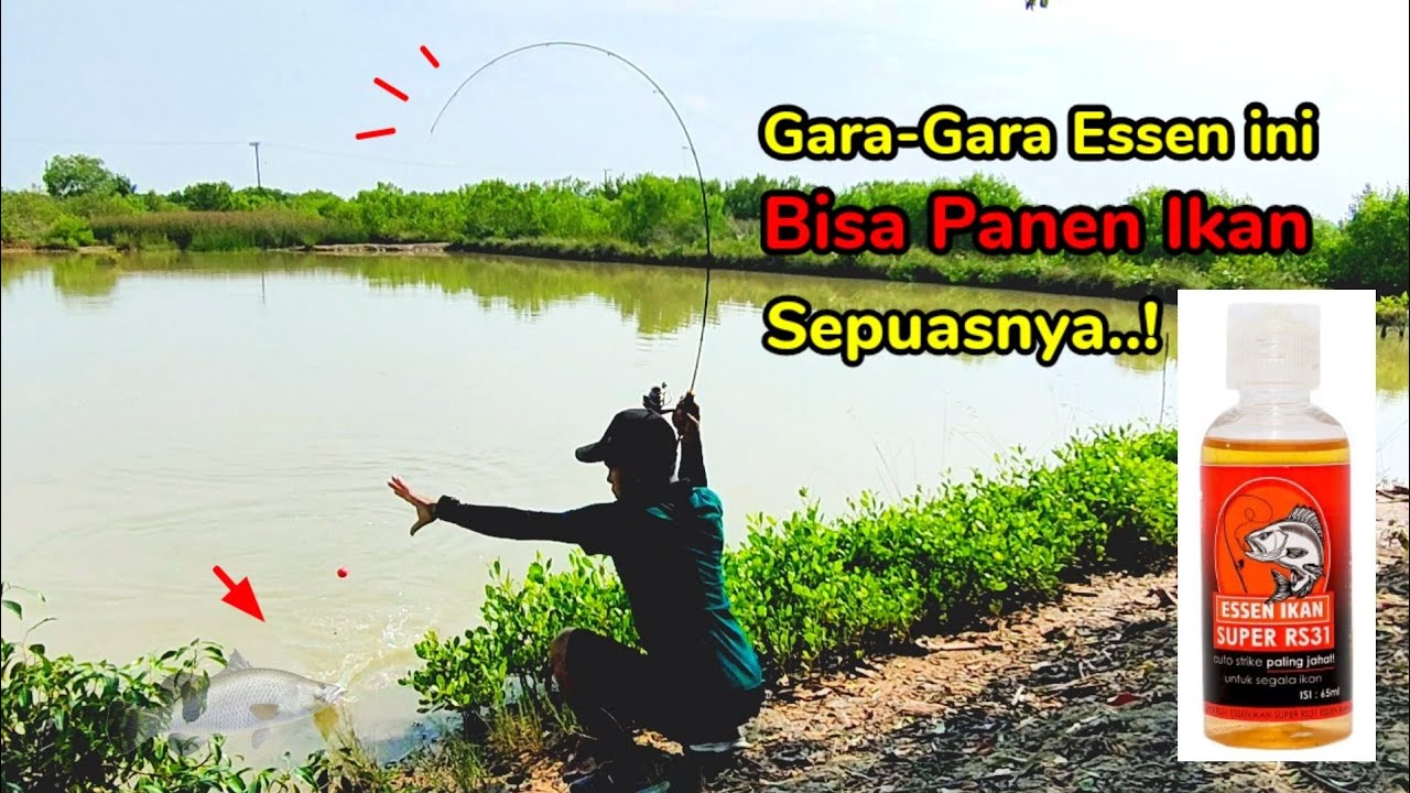 Gile !! Gara² Essen ini Panen Kakap Putih Sak Puase - ESSEN Ikan Super RS31