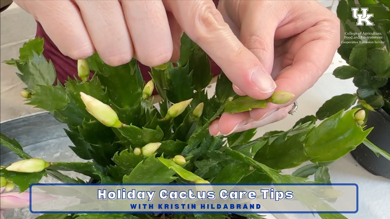Holiday Cactus Care