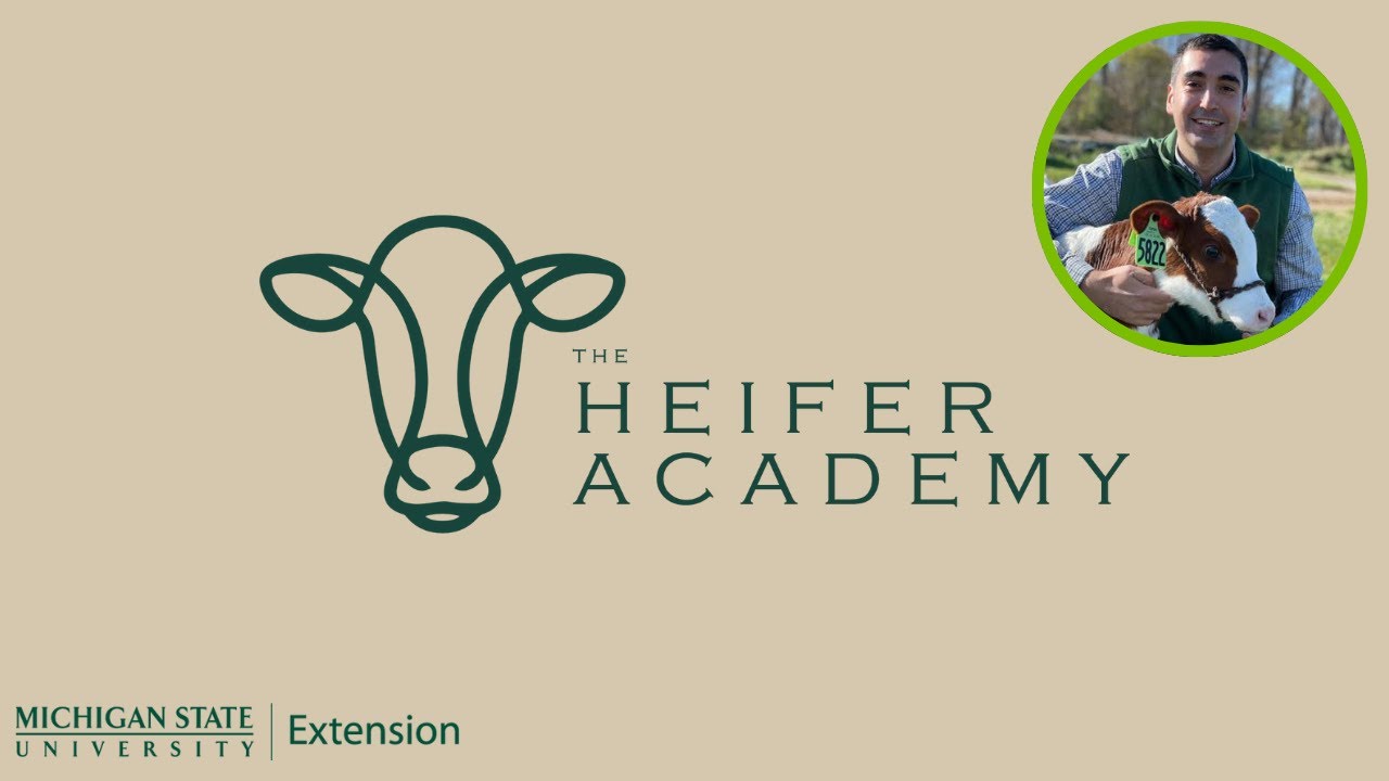 Calf Immunity & Vaccinations