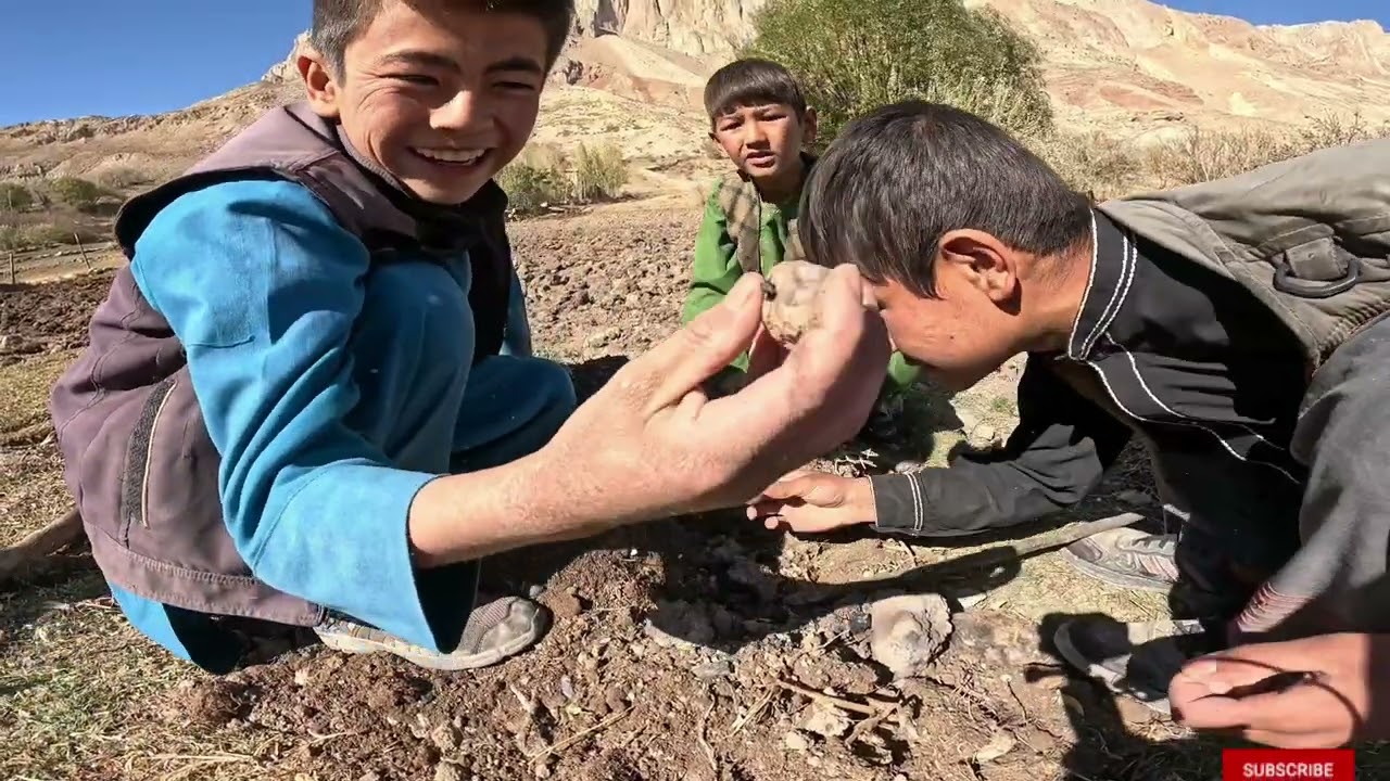 قلبه‌زنی زمین با گاو و قلوخی کچالو در قریهٔ صدمرده، دره‌صوف 