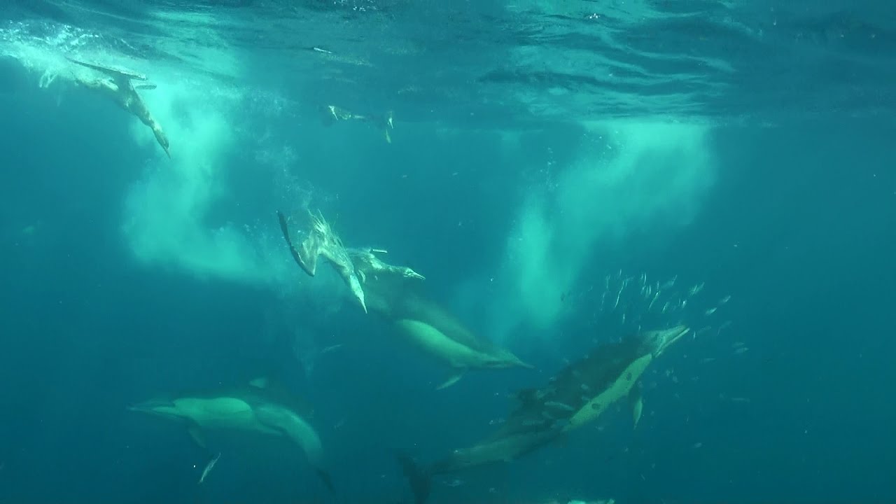 Sardine Run, Very Best Of