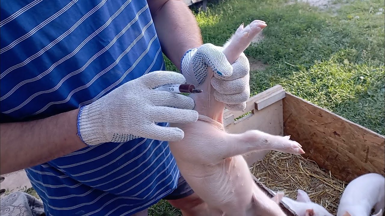 Вторичное прокалывание железа, поросятам 10 суток.