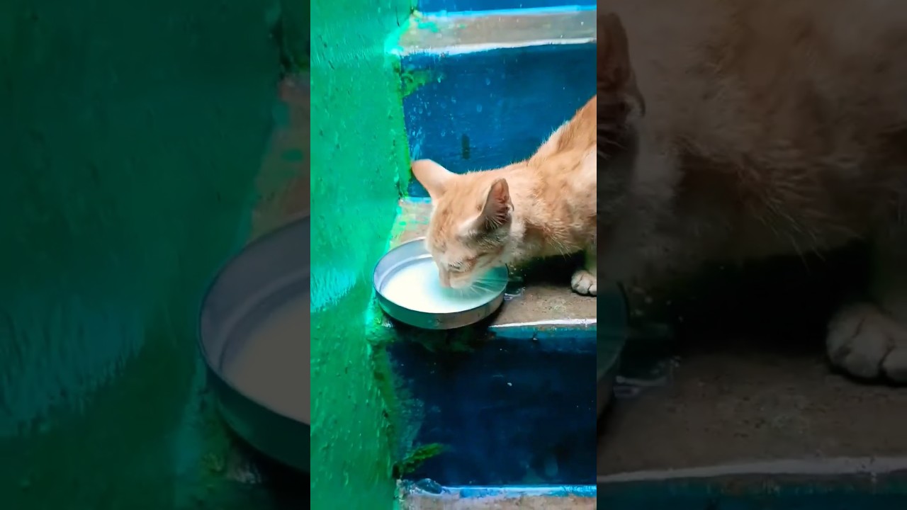 This kitten loves milk more than anything!#cat #kitten