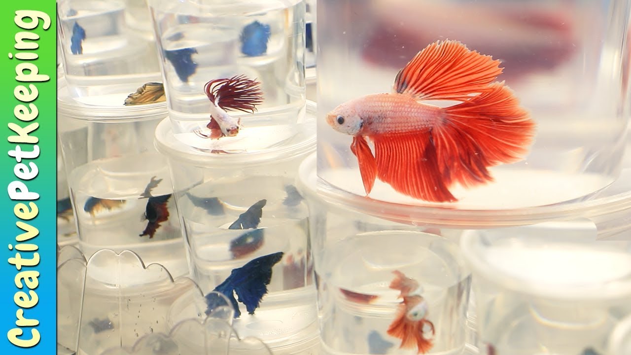 400 Bettas for sale - Which one did I buy?