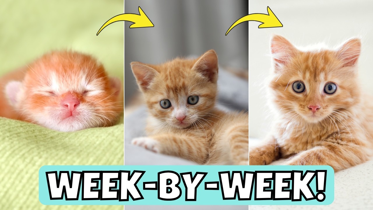 All Kitten Growth Stages and Milestones, Week-by-Week!