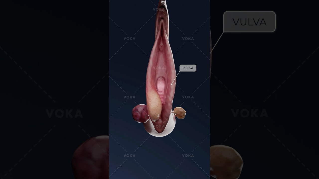 What turns a Bartholin cyst into a painful abscess? Study gynecology in 3D with VOKA