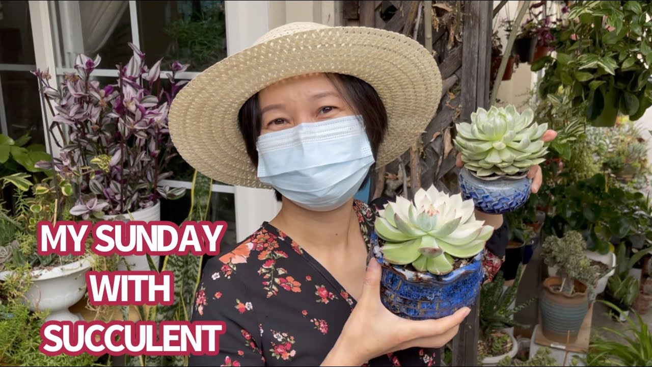 #535 SUNDAY SHOPPING SUCCULENTS WITH LELE | MỘT NGÀY MUA SEN ĐÁ TUYỆT VỜI | 다육식물 | 多肉植物 | Suculentas