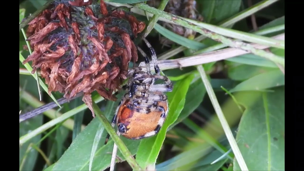 Four spoted Orbweb spider, Araneus quadratus,