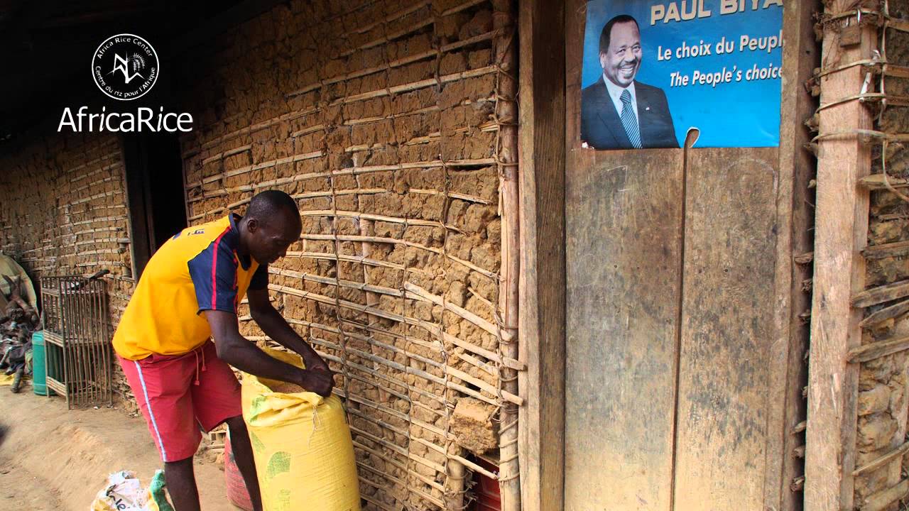 AfricaRice-Cameroon: Central Africa's potential rice granary