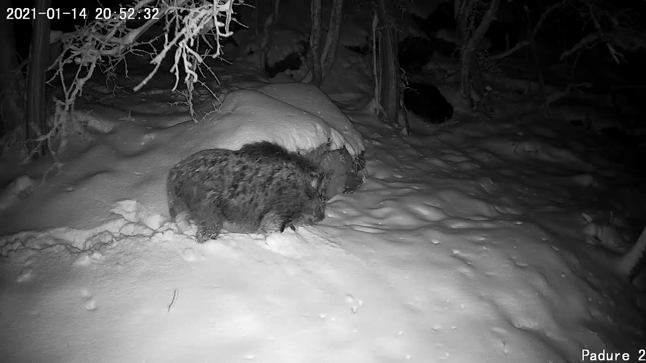 Wild boars - part 2/2 (porci mistreți, partea 2 din 2) -  14.01.2021 - Săcărâmb, Romania