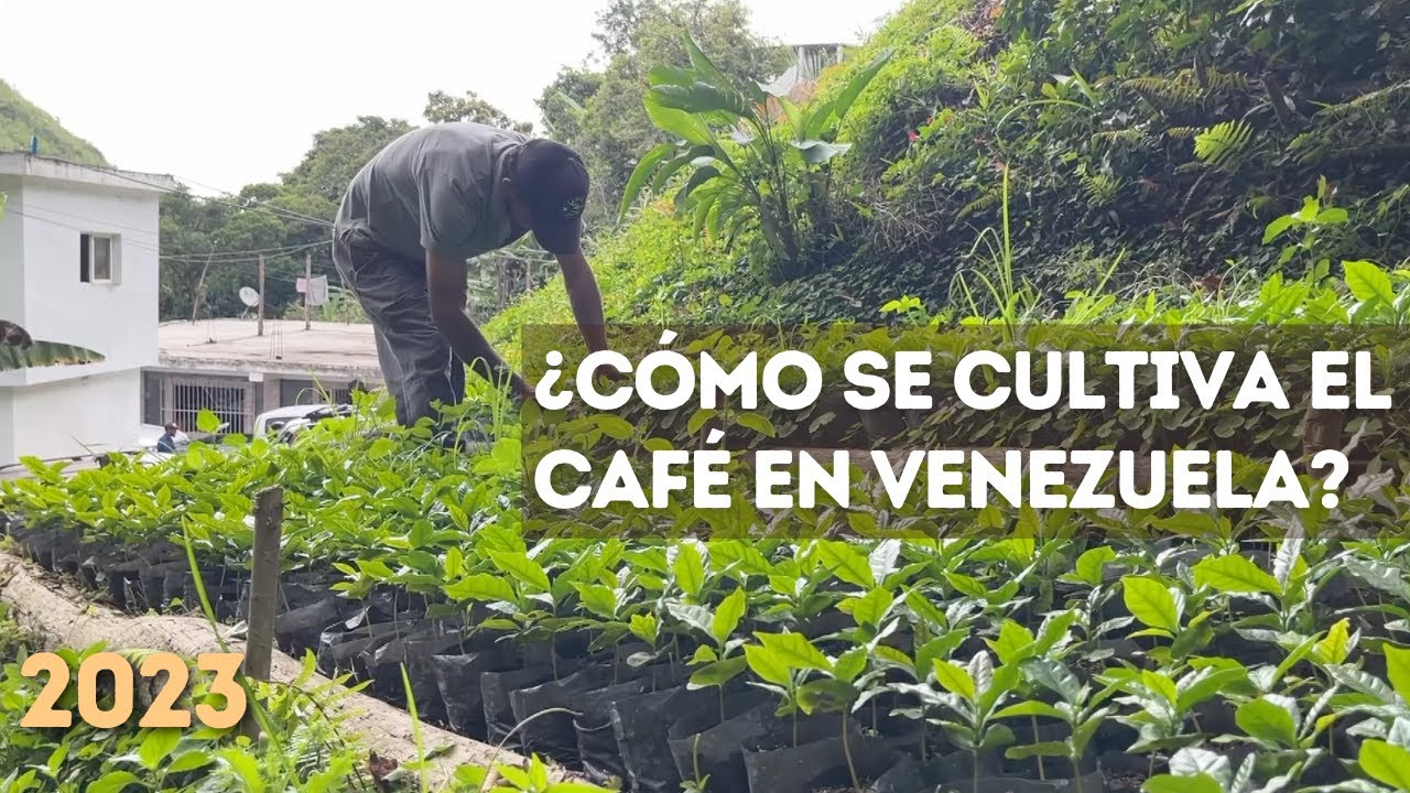 Cómo se cultiva el café en Venezuela 1/2