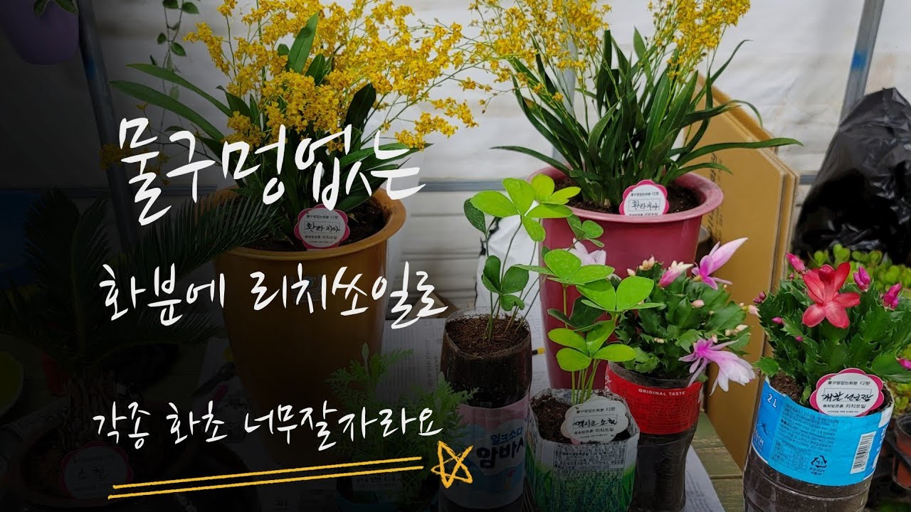 물구멍없는 화분에 리치쏘일을 이용해서 화초 너무 잘 커요