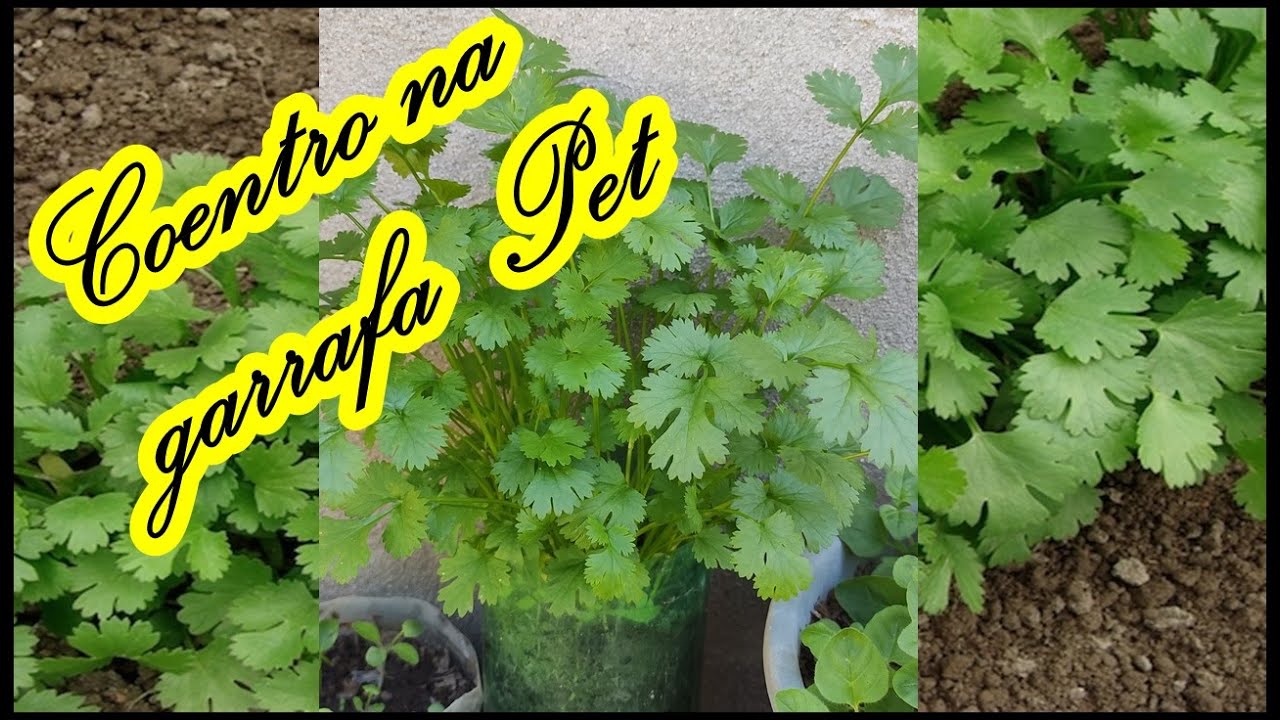 PLANTANDO COENTRO EM GARRAFA PET