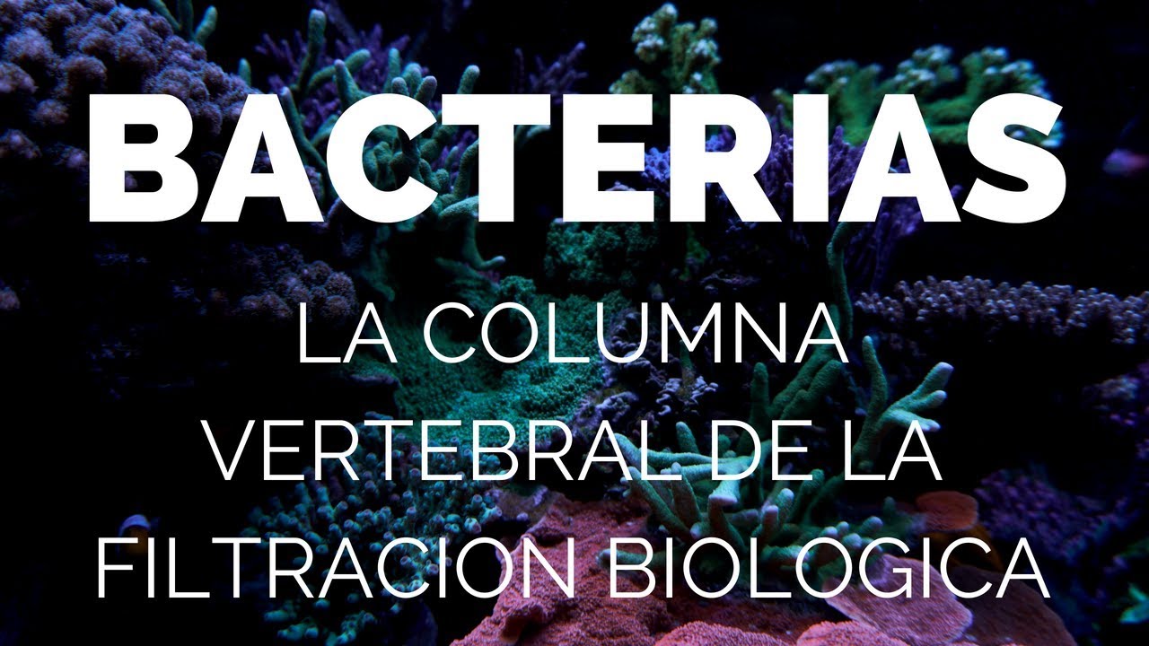 Bacterias: La Columna Vertebral de la Filtración Biológica