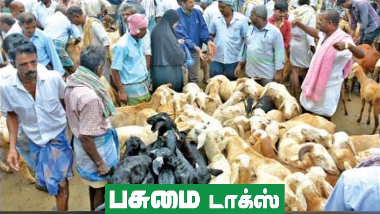 Narikalpatti Aattu sandhai | Nattukholi sandhai | #narikalpatti #goatmarket | Pasumai Talks